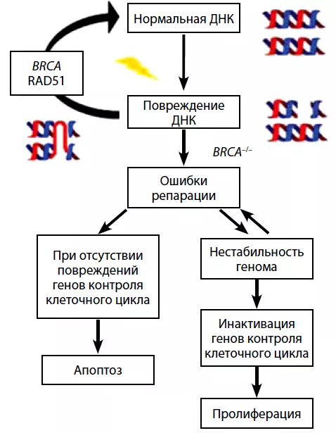 BRCA molecular pathogenesis.png