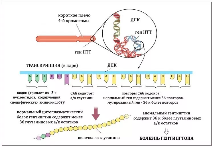 HD gene.jpg