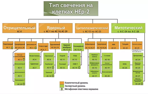 Рисунок 6. Номенклатура и схема классификации для нуклеарных, цитоплазматических и митотических типов свечения НРИФ на субстратах клеток HEp-2 