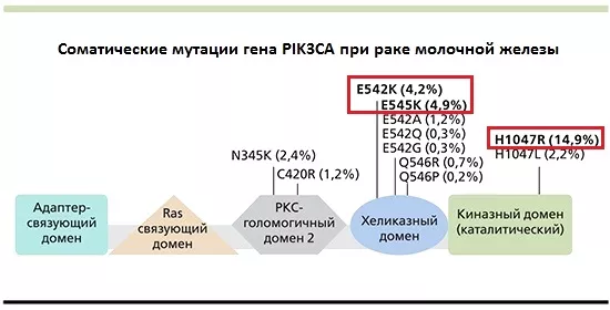 PIK3CA mutations in breast cancer-1.jpg