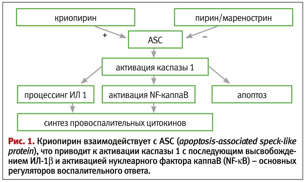 Этиология и патогенез Криопиринопатии