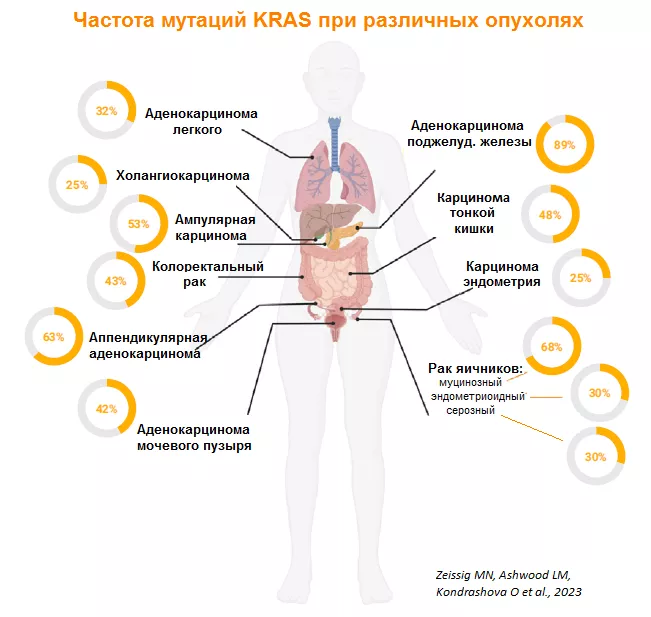 Частота мутаций KRAS при опухолях.png