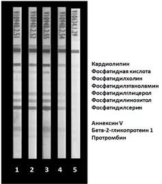 Без названия (3).png