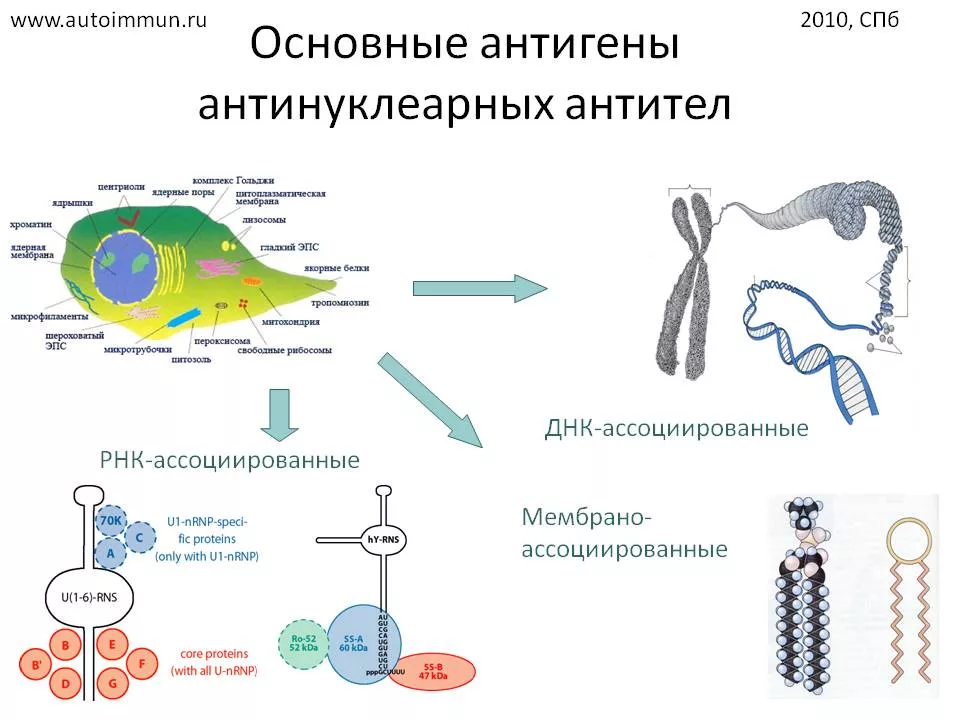 Рисунок 3. Основные антигены антинуклеарных антител.