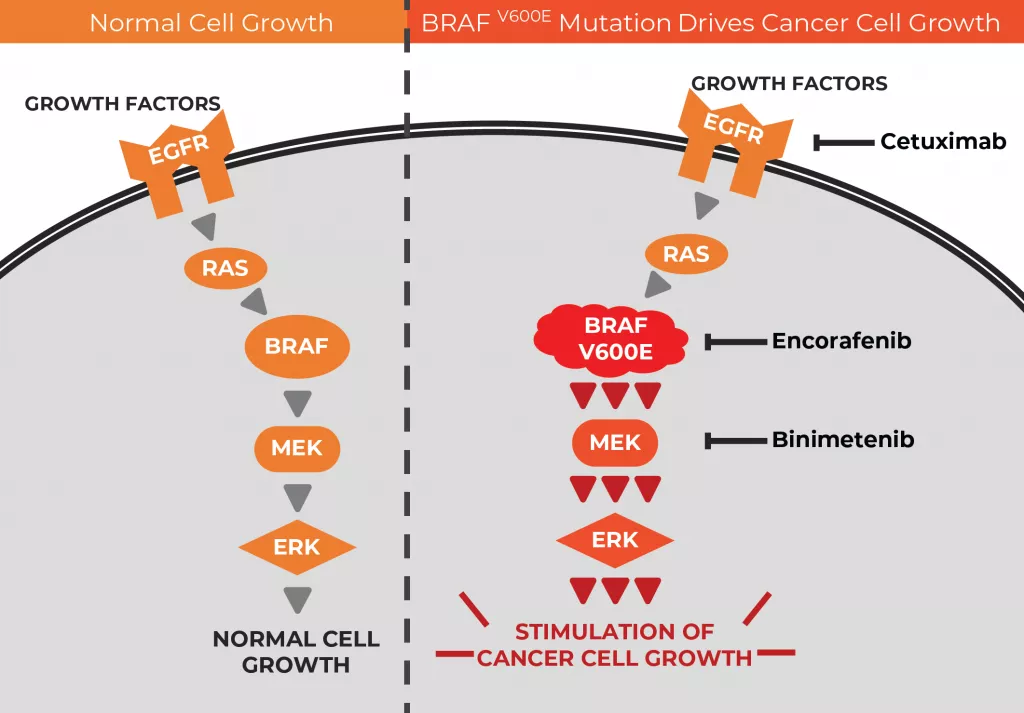 MAPK pathway CCB image2.png