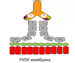 Без названия.png