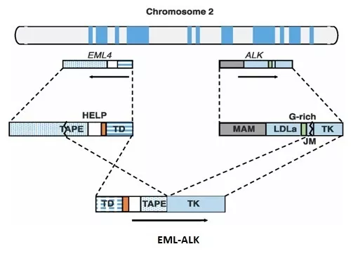 EML-ALK 2.jpg