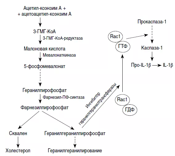 Рис.1. Схема предположительного метаболического патогенеза СДМК [2].