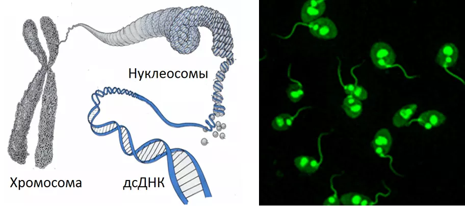 Рис. 3. Структуры хроматина и АТ к дсДНК на C.lucilia