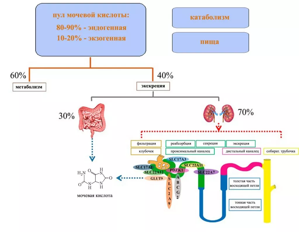 uric acid metabolism.jpg