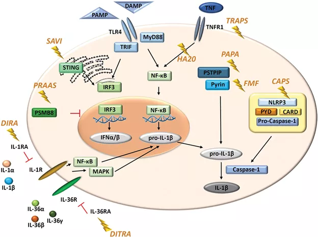 pathophysiology of autoinflammatory disease 2.png