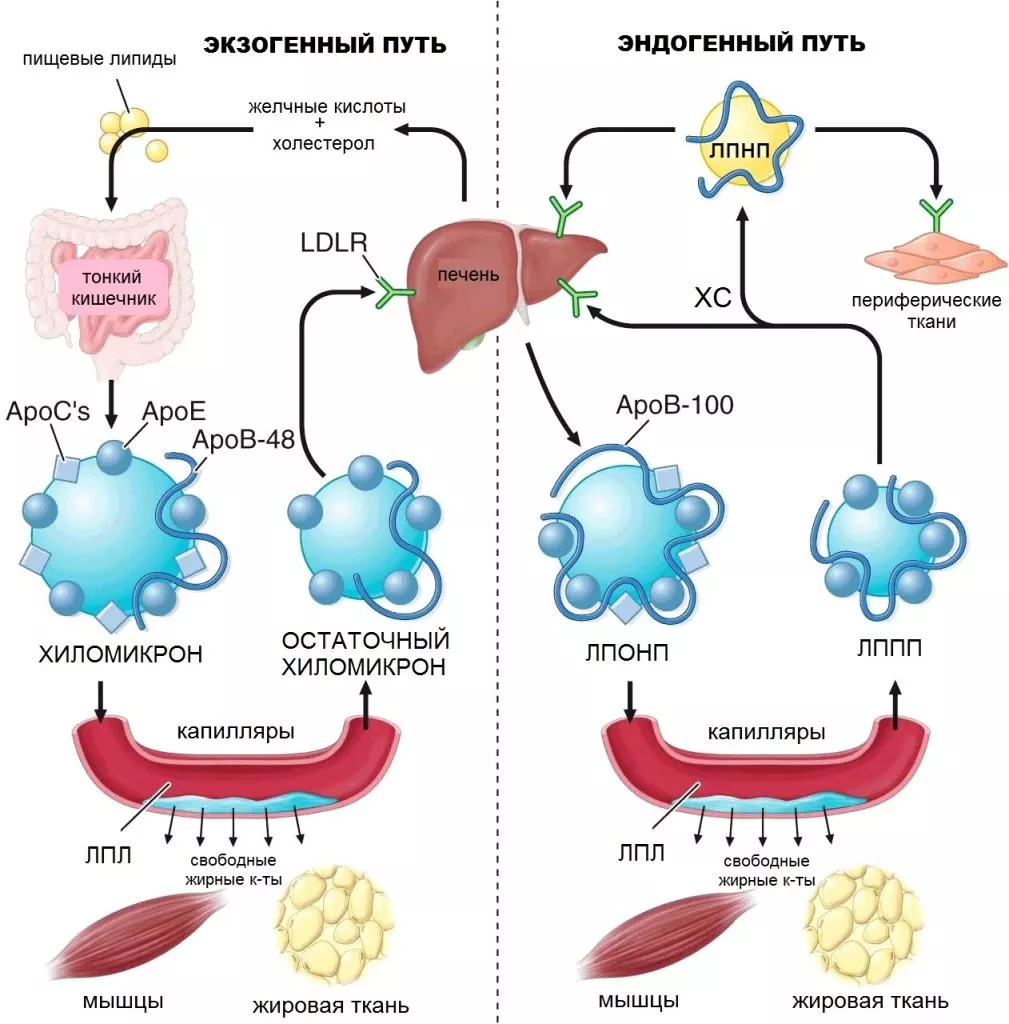 Lipoprotein Metabolism.jpeg