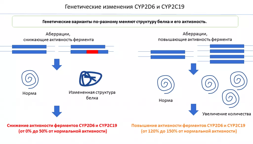 исследование генов CYP2D6 и CYP2C19