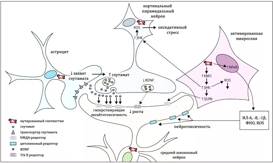 Postulated intercellular pathogenesis копия.jpg