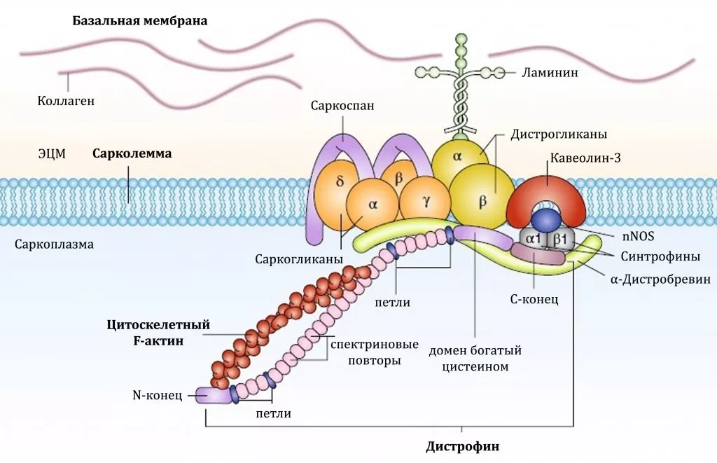 Дисторофин Дисторофин