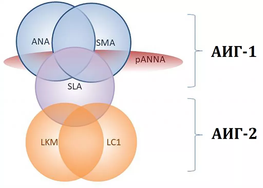Спектр антител при аутоиммунном гепатите 1-го и 2-го типов 