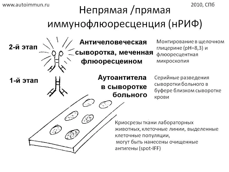 Рисунок 2. Схема метода непрямой иммунофлюоресценции для выявления антинуклеарного фактора.